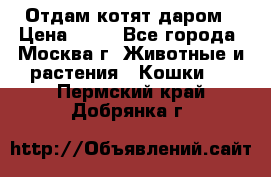 Отдам котят даром › Цена ­ 10 - Все города, Москва г. Животные и растения » Кошки   . Пермский край,Добрянка г.